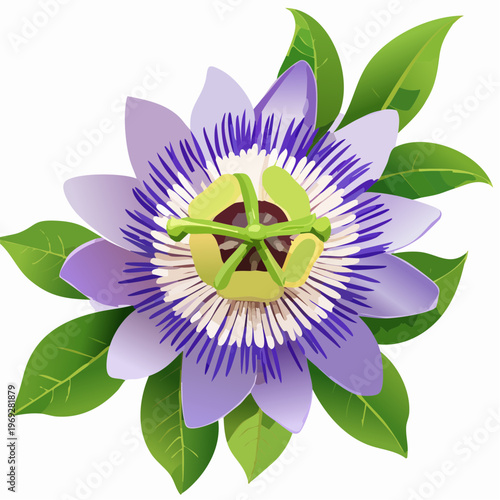 Purple passion flower with green leaves with transparent background