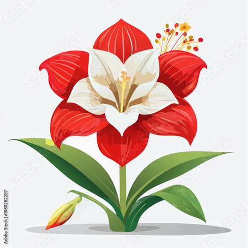 Red and white amaryllis flower with bud