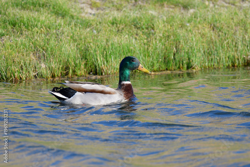 Male mallard duck swimming on pond with grassy bank background