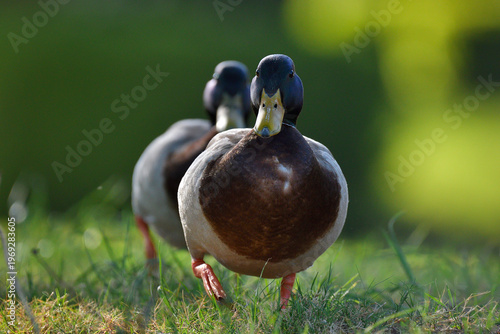 Two male mallard ducks walking on grass with soft green background

