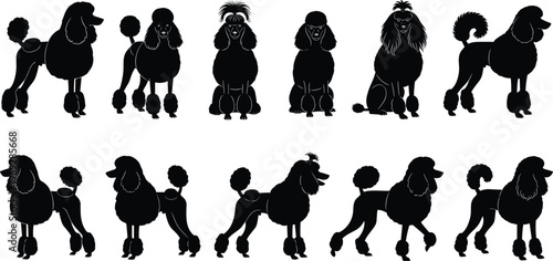 Set of poodle dog silhouettes, different poses and grooming styles, elegant pet vector collection, purebred dog breed illustrations, black poodle outlines