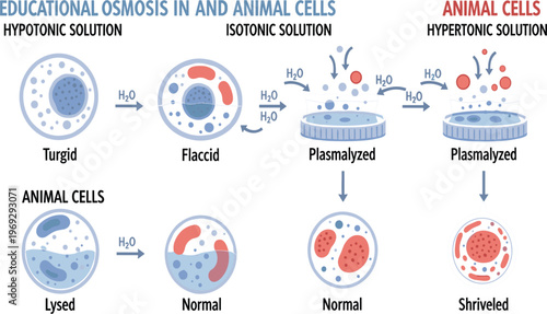 Osmosis in Plant and Animal Cells Educational Diagram Showing Hypotonic, Isotonic, and Hypertonic Solutions with Turgid, Plasmolyzed