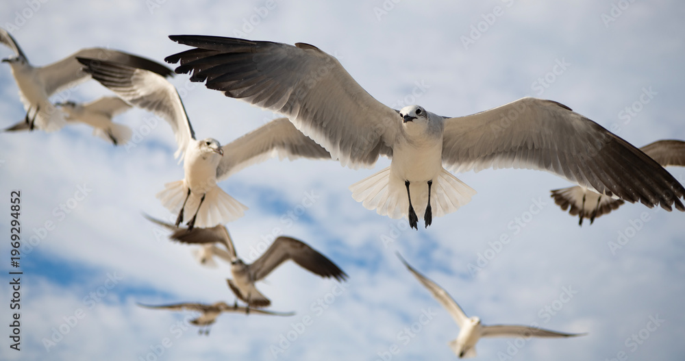 Fototapeta premium Laughing Gull. Seagull sitting outdoor. Laughing seagull at the sea. Seagull near water. Sea gull bird. Fauna and nature. Seagull bird observing the water. Sea gull with beak and feather. Ocean gull