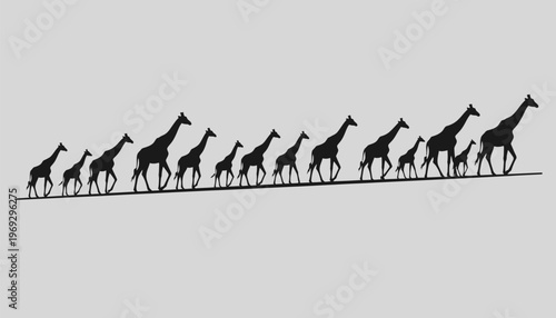 A group of giraffes walking in a line
