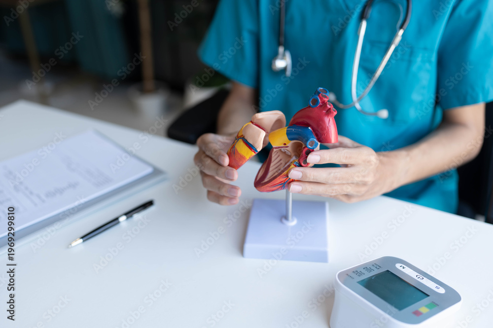 Fototapeta premium Doctor holding and exemine heart model