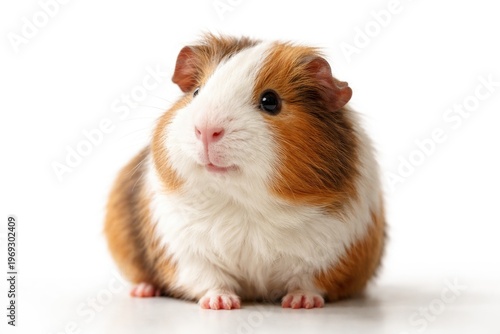 Happy guinea pig sitting and gazing rightward on a clean white backdrop