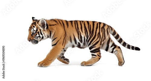 young tiger cub pacing gently on a pure white background