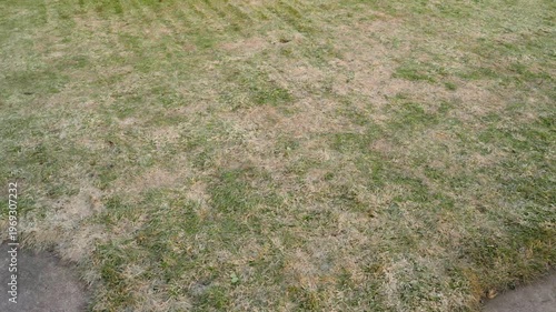 Wallpaper Mural Lawn with yellow patches after winter showing grass condition in spring after snow melted Torontodigital.ca