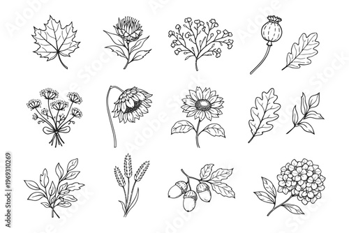 Illustrations of various botanical species and plant parts