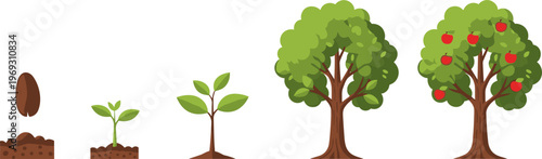 Tree Growth Stages Vector Illustration Featuring Seed, Seedling, Young Plant, Mature Tree, and Fruiting Apple Tree Lifecycle for Nature and Agriculture Concepts