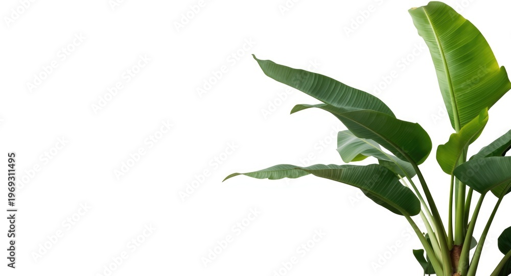 Fototapeta premium Potted banana palm plant framed by crisp white background