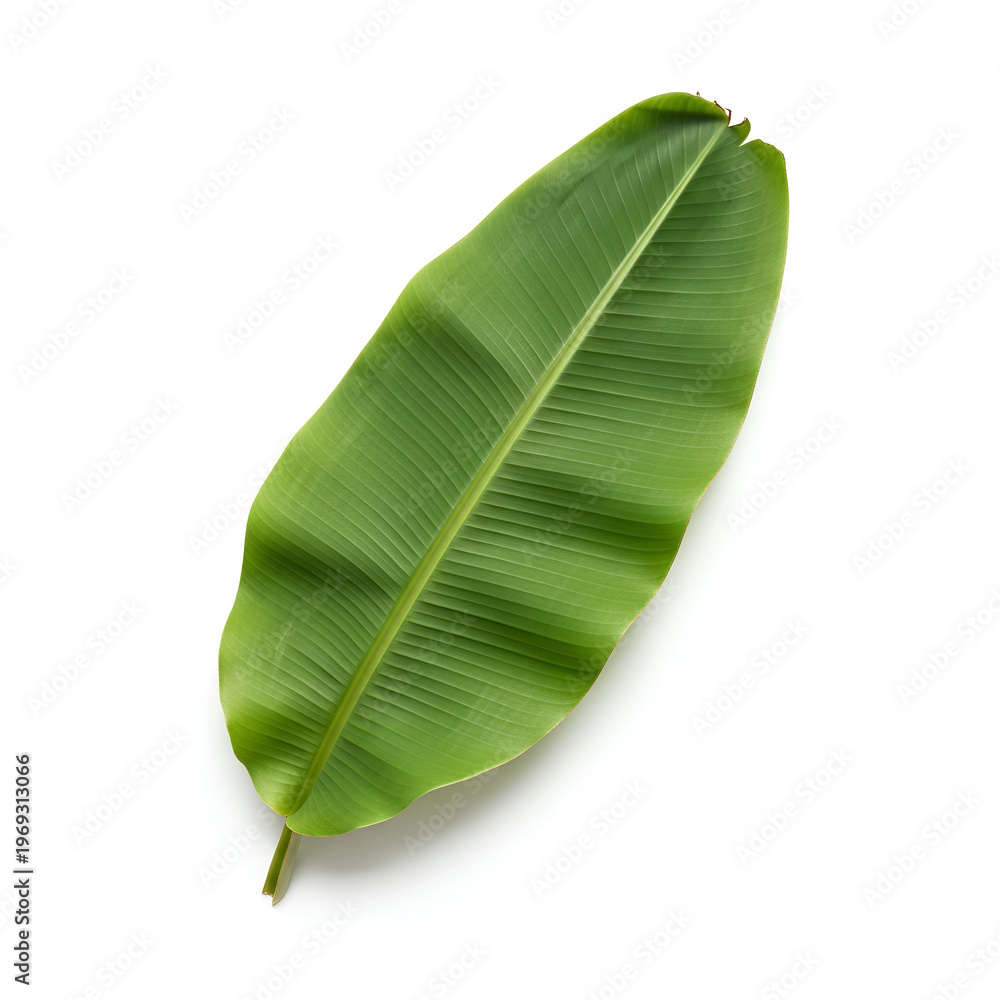 Fototapeta premium Vibrant Green Banana Leaf Isolated on White Background.