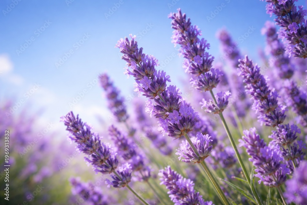 Obraz premium Close up of lavender flowers symbolizing aromatherapy under a clear blue sky