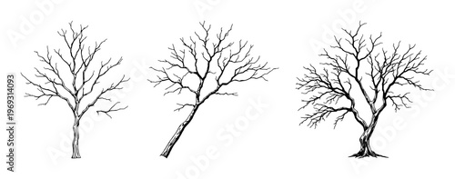 Dead Tree Branch set with isolated silhouette on white background featuring bark, leaf remnants, and natural decay with black line art and illustration