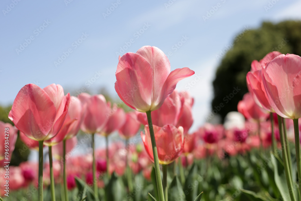 Obraz premium Beautiful tulip flower in the park