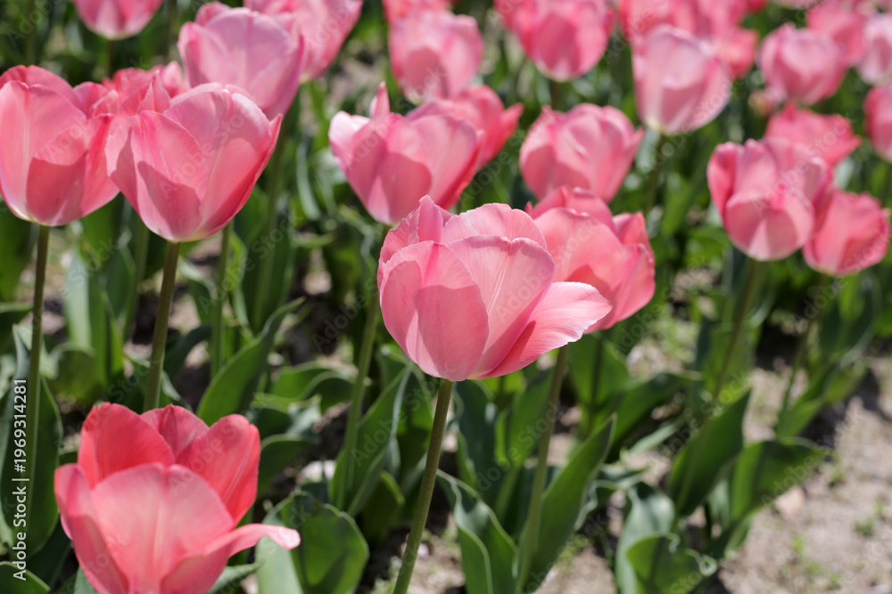 Fototapeta premium Beautiful tulip flower in the park