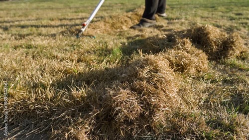 Wallpaper Mural Spring lawn care routine raking and collecting dead thatch from yard Torontodigital.ca