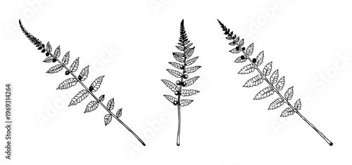 Fern leaf set with vintage ink sketch of a fern leaf with spores featuring botanical, engraving, line art with white background and botanical illustration