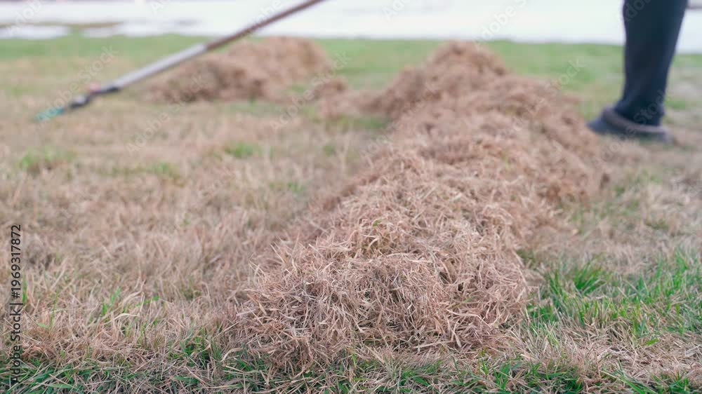 custom made wallpaper toronto digitalMan raking dead grass from lawn during spring yard maintenance