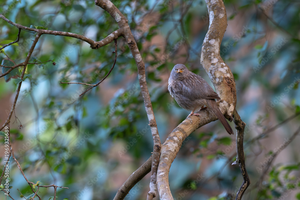 Obraz premium A Jungle Babbler resting on a thick, textured tree limb. The image highlights its characteristic pale yellow beak and eye, with soft sunlight filtering through the background canopy.