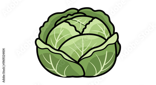 Fresh green cabbage head, healthy vegetable illustration, isolated on white background