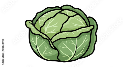 Green Cabbage Illustration - Fresh Vegetable Icon