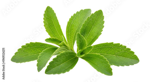 Fresh green stevia leaves plant isolated on black background leaf herb, Isolated On Png Transparent Background