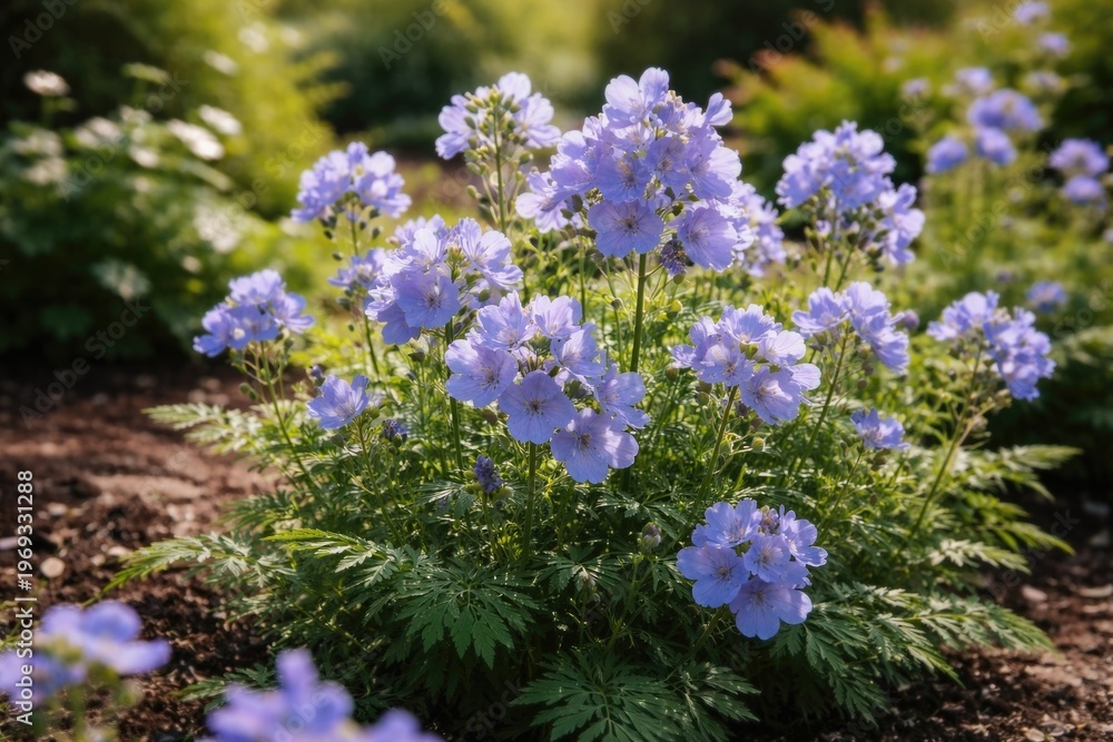 Obraz premium Jacob's ladder flower thriving in a sunny garden bed