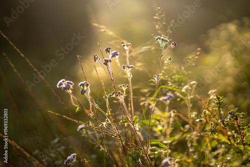 Golden Sunrise Illuminating Wildflowers in Soft Meadow