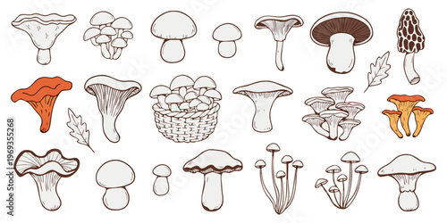 Vector illustration of a dental icons set featuring a red forest mushroom and autumn fungi isolated on a white background.