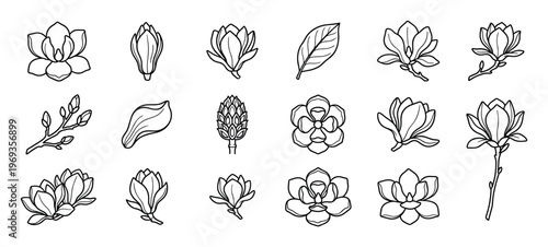 Collection of hand-drawn magnolia flowers, buds, leaves, and branches in various stages of bloom, depicted with clean black outlines