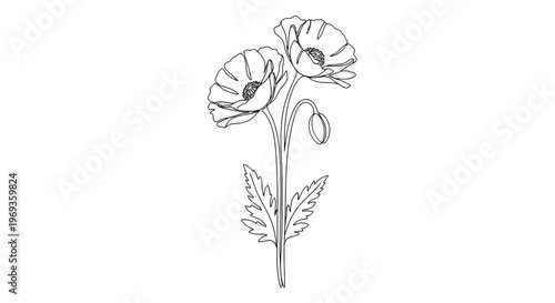 Minimalist line drawing of two poppies and bud with line art