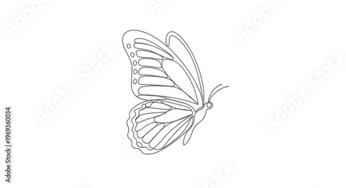Butterfly line art illustration   elegant insect vector with white background