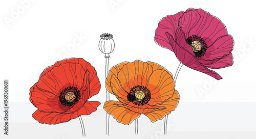 Three stylized poppies, red orange and pink, minimalist sketch, white background