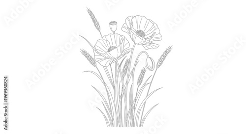 Poppies and wheat stalks, minimal line art floral illustration, artistic representation of