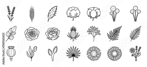 Collection of various outline botanical illustrations, including flowers, leaves, and dried plants, presented in a clean, minimalist style
