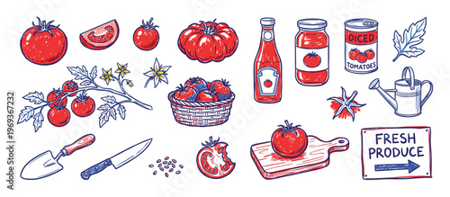 Vibrant hand-drawn illustration showcases various red tomatoes, tomato products, and gardening tools in a lively, artistic style