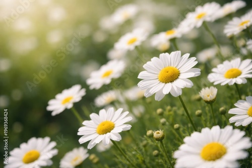 Close-up view of white chamomile blossoms with copy space
