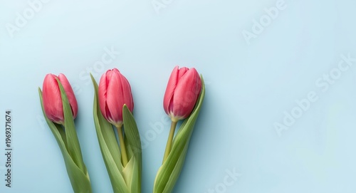Three fresh tulip flowers on a pale blue backdrop with ample copy space for spring themes