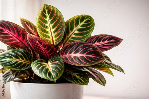 Close up side view of Calathea maranta plant with vibrant multicolored leaves in a white flowerpot and copy space