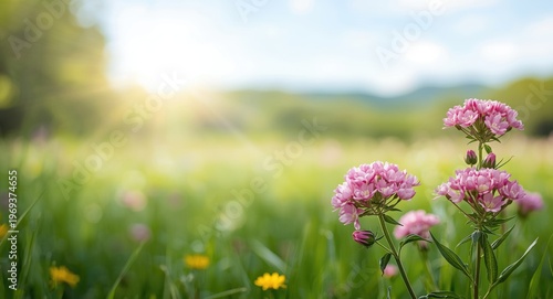 Cheerful summer banner of pink clover flowers in full bloom on a bright nature background and text area
