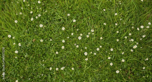 Vibrant meadow of natural grass featuring scattered tiny blossoms