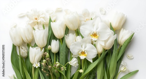 Bright assortment of white tulips orchids and blossoms on pristine white backdrop perfect for graphic design