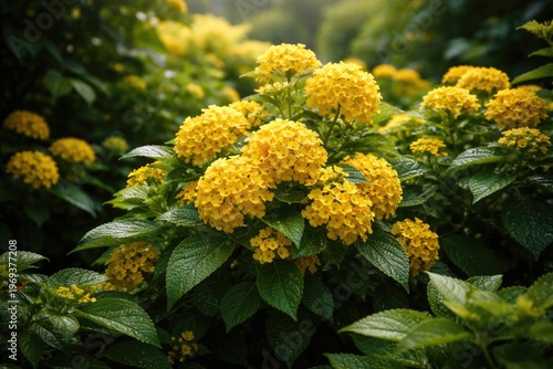 Vibrant cluster of yellow blossoms amid lush terrestrial garden leaves