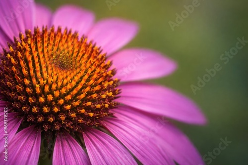Close-up of pollen laden stencils at the center of a purple coneflower with ample copy space for text or design