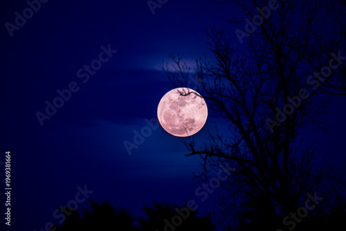 Pink moon photographed on April 1 2026