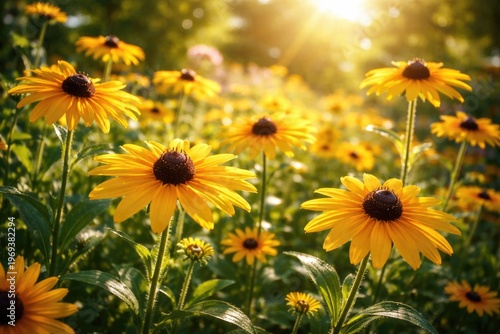 Vibrant Black Eyed Susan Flowers Blossoming on a Sunny Summer Garden