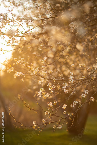 Bradford Pear trees blooming in the spring at sunset.