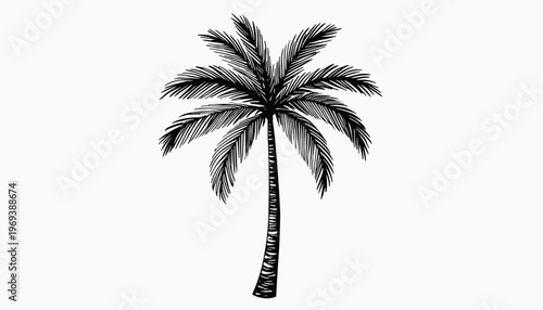 Hand-drawn style vector illustration of a tropical palm tree