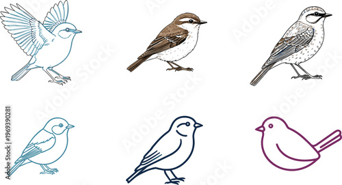 Set of 6 Hand-Drawn Bird Illustrations with Detailed Feathers and Elegant Line Art for Nature, Wildlife, and Avian Designs